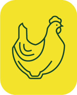 POLLOS